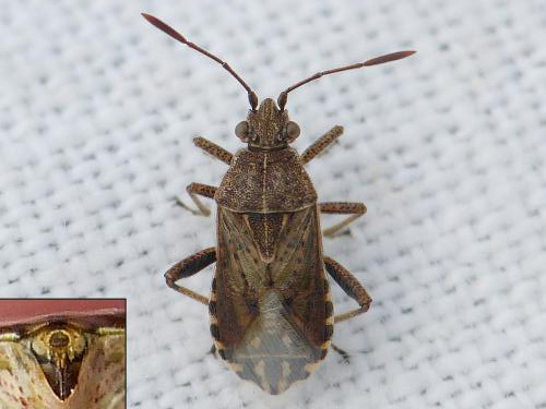 Réf. 197 072 : Stictopleurus punctatonervosus